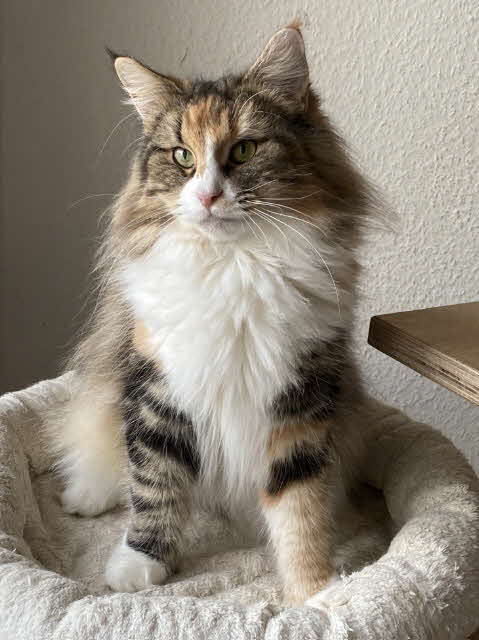 NW'24 KCH. NL* Perun's Maggie Moonshine