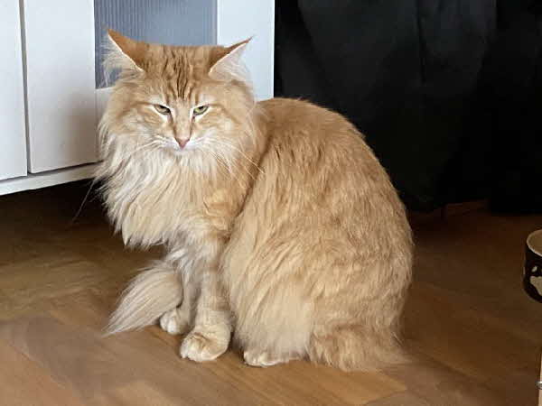 Ottilia