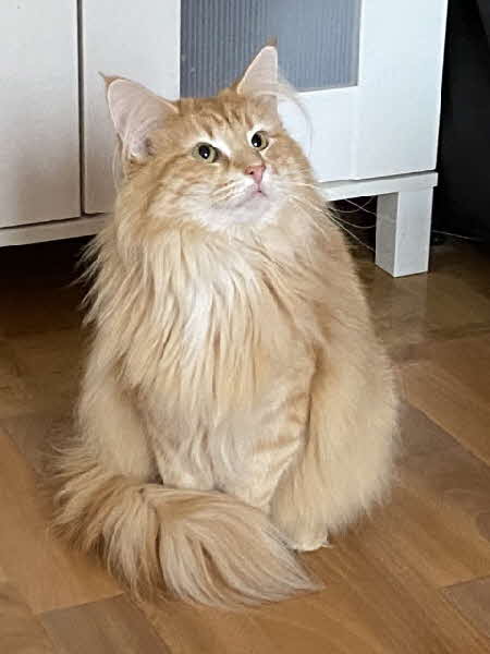 Ottilia