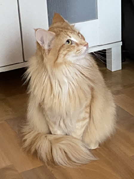 Ottilia