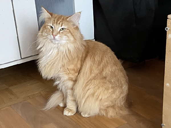 Ottilia