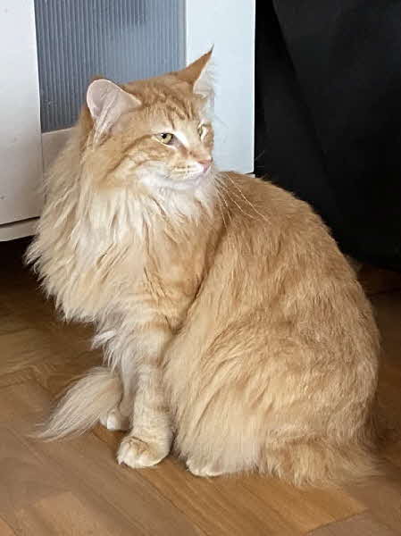 Ottilia