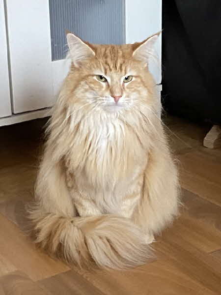 Ottilia