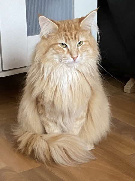 Ottilia