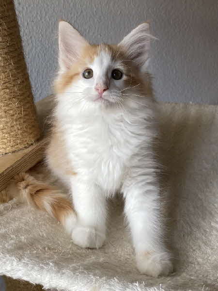 Alejandro