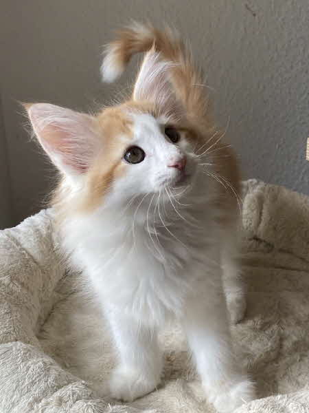 Alejandro