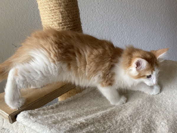 Alejandro