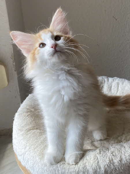 Carlos