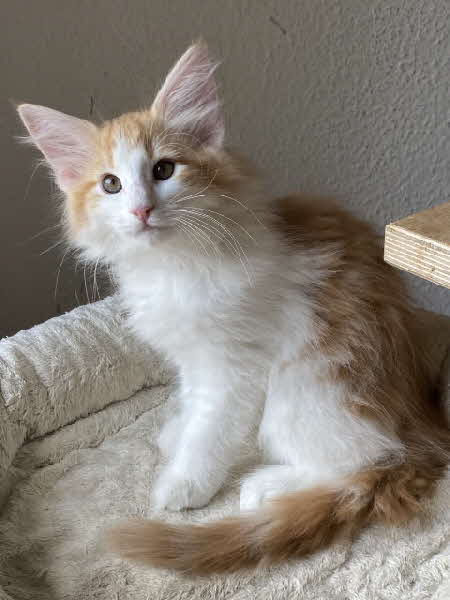 Carlos