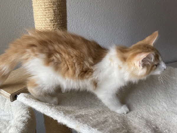 Carlos