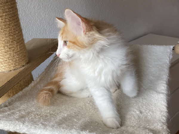 Carlos