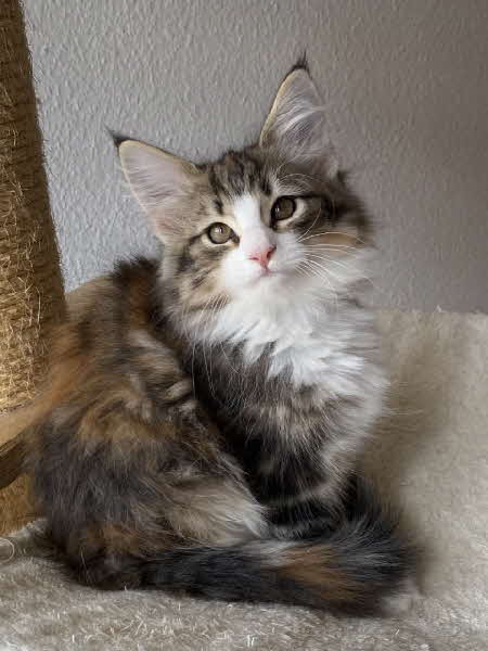 Carmen