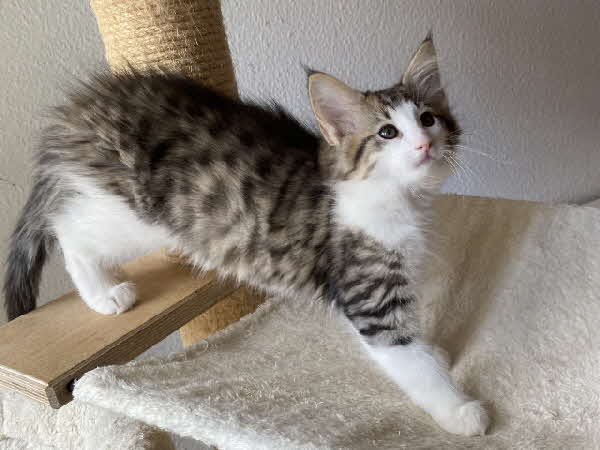 Ares