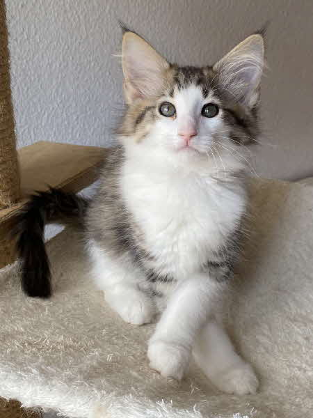 Ares