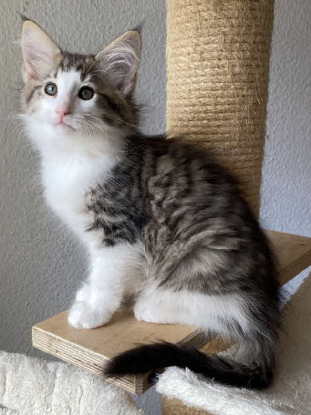 Ares