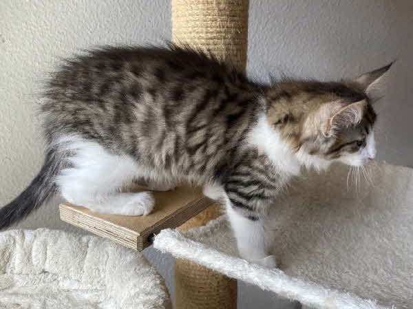 Ares