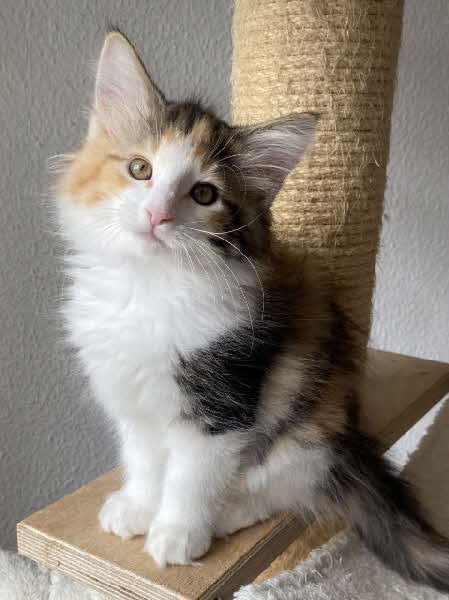 Athene