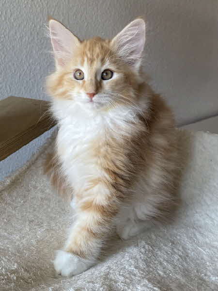 Lucia