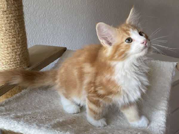 Salvador