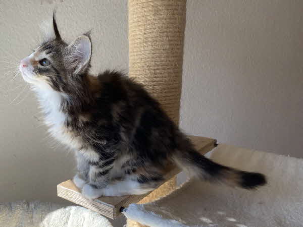 Freyja