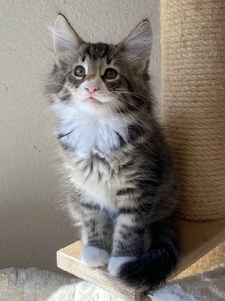Loki