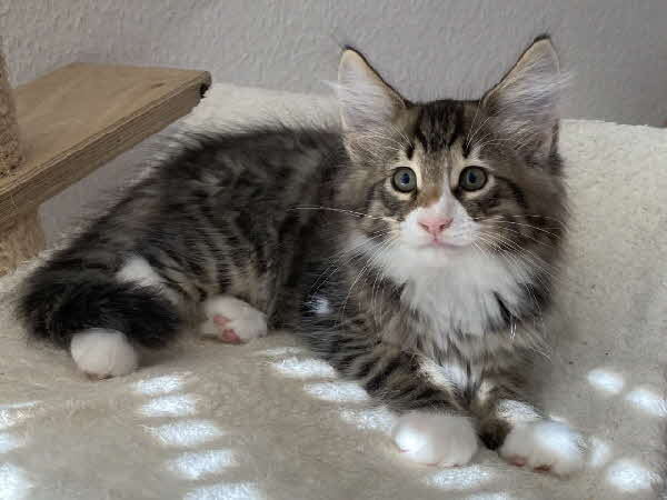 Loki
