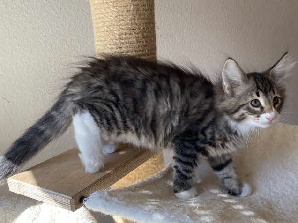 Loki