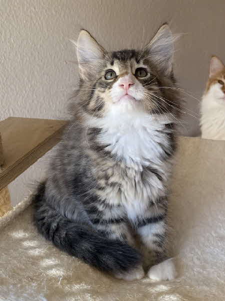 Loki