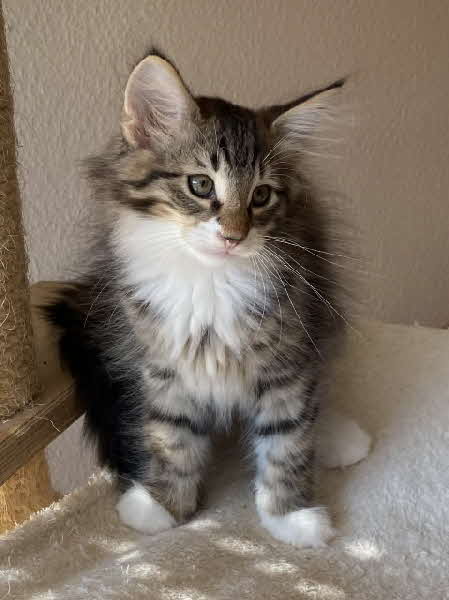 Thor