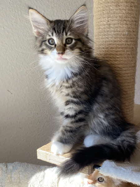 Thor