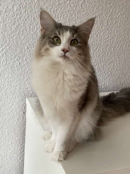 Ultra Bluette Ultra Bluette