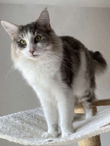 Ultra Bluette Ultra Bluette