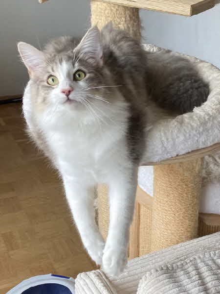 Ultra Bluette Ultra Bluette