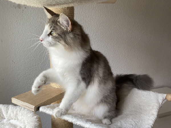 Ultra Bluette Ultra Bluette