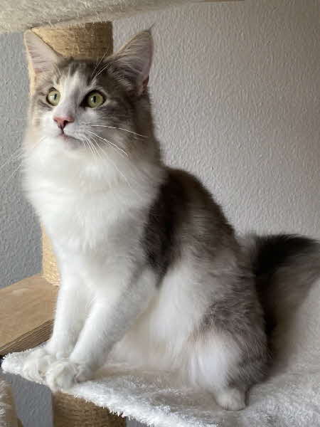 Ultra Bluette Ultra Bluette