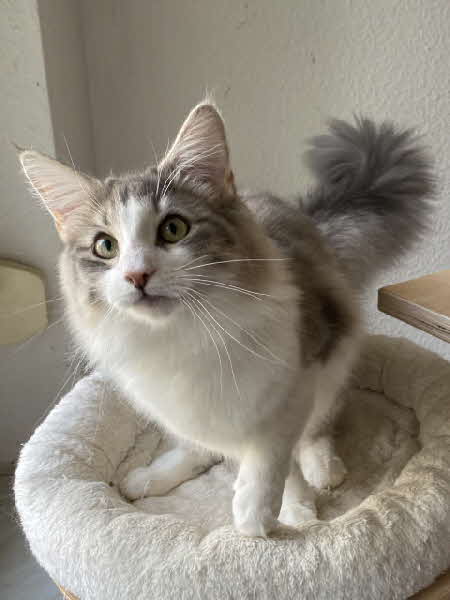 Ultra Bluette Ultra Bluette