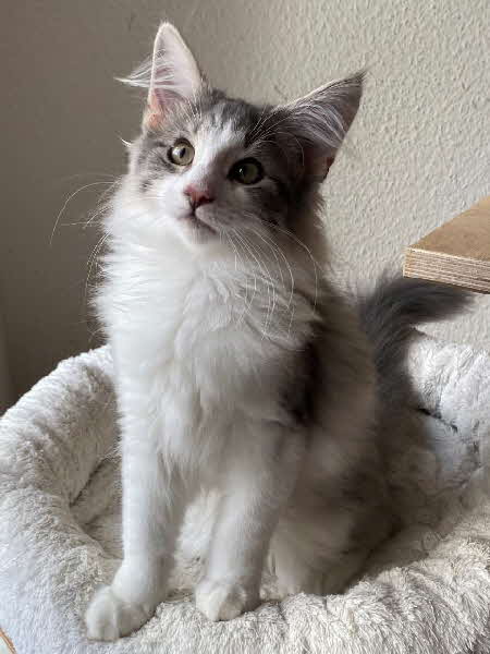 Ultra Bluette Ultra Bluette