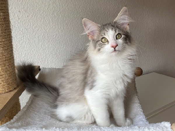 Ultra Bluette Ultra Bluette