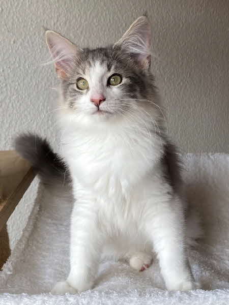 Ultra Bluette Ultra Bluette