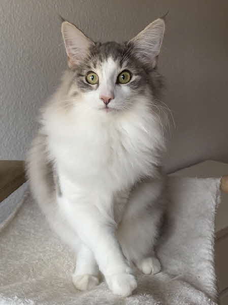 Ultra Bluette Ultra Bluette