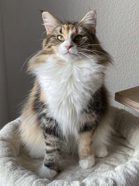 NW'24 KCH. NL* Perun's Maggie Moonshine