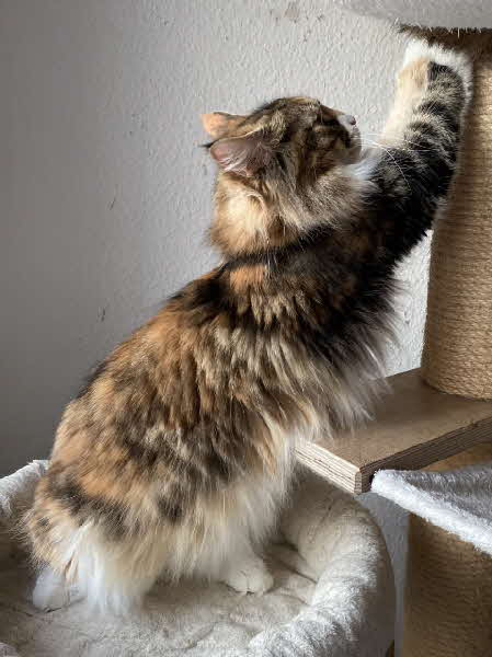 Maggie Moonshine