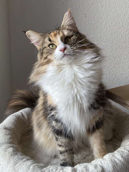 Maggie Moonshine