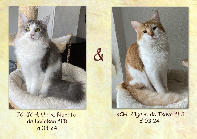 Bluette und Pilgrim