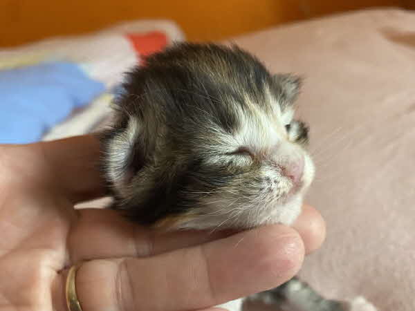 Freyja
