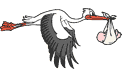 storch024